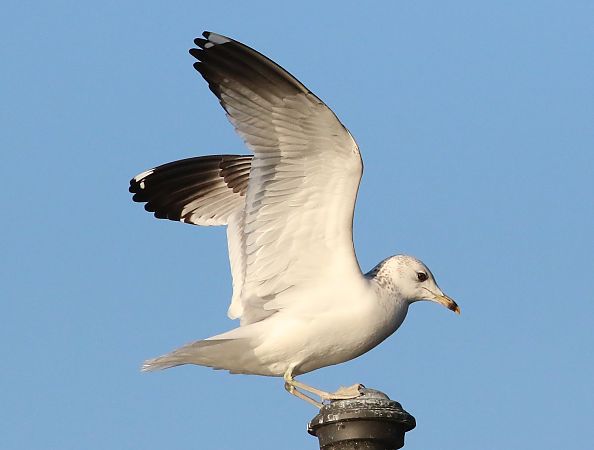 Gavina siberiana  - Enrico Viganò