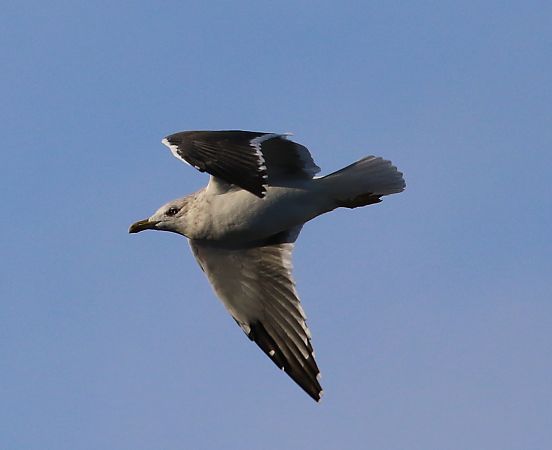 Zafferano di Heuglin  - Enrico Viganò