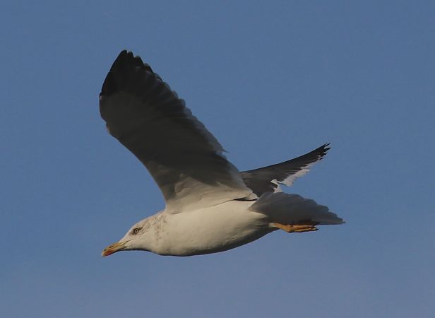 Zafferano di Heuglin  - Enrico Viganò
