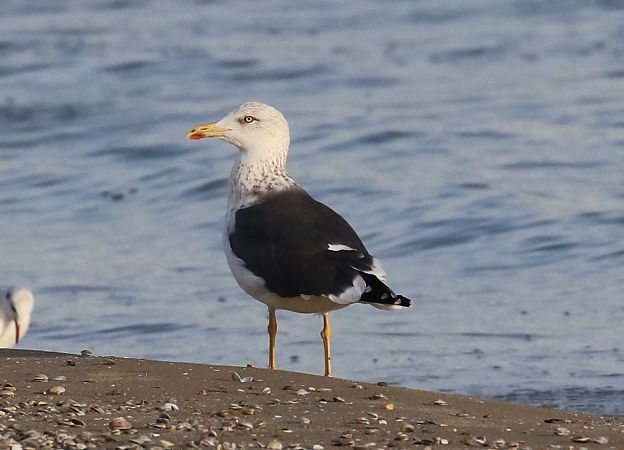 Zafferano di Heuglin  - Enrico Viganò