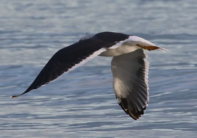 Goéland de Sibérie  - Enrico Viganò