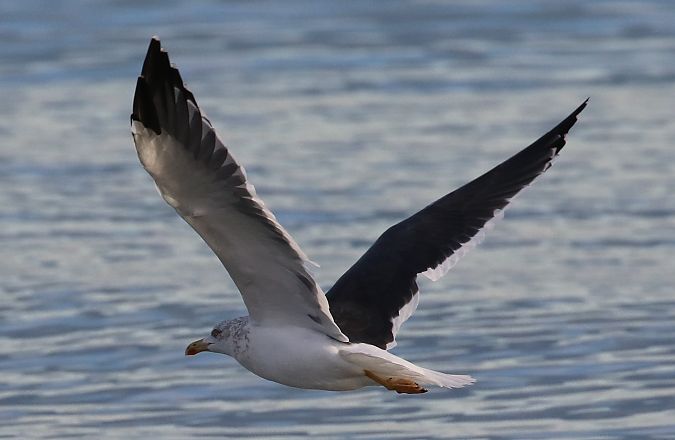 Zafferano di Heuglin  - Enrico Viganò