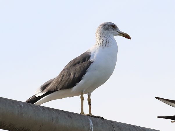 Zafferano nordico  - Enrico Viganò