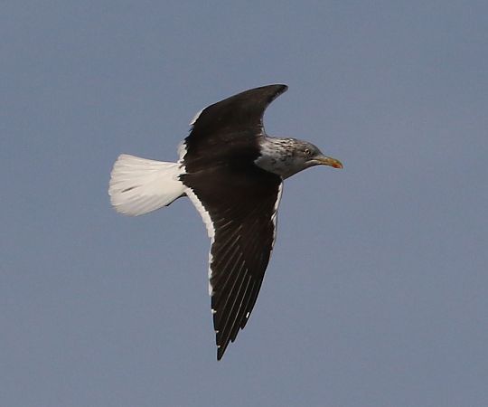 Zafferano nordico  - Enrico Viganò