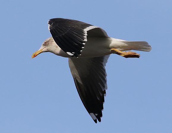 Heringsmöwe  - Enrico Viganò