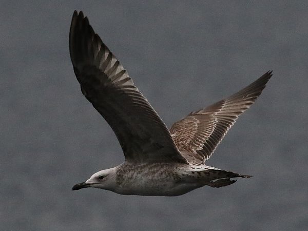 Gabbiano pontico  - Enrico Viganò