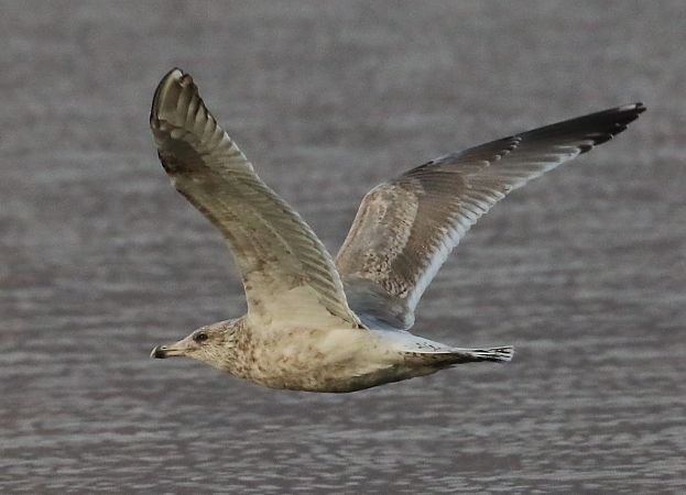 Gabbiano nordico  - Enrico Viganò