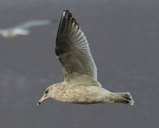 Gabbiano nordico  - Enrico Viganò