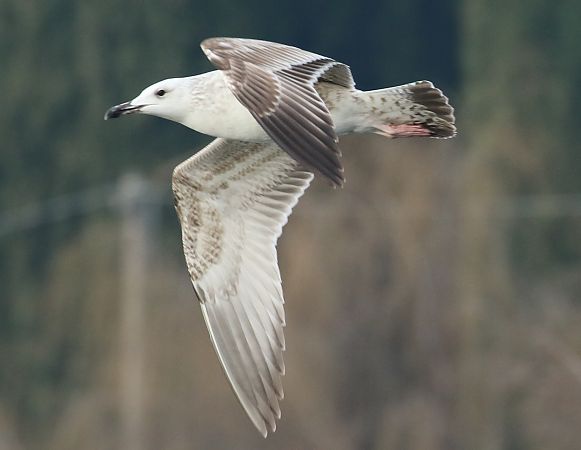 Gabbiano pontico  - Enrico Viganò