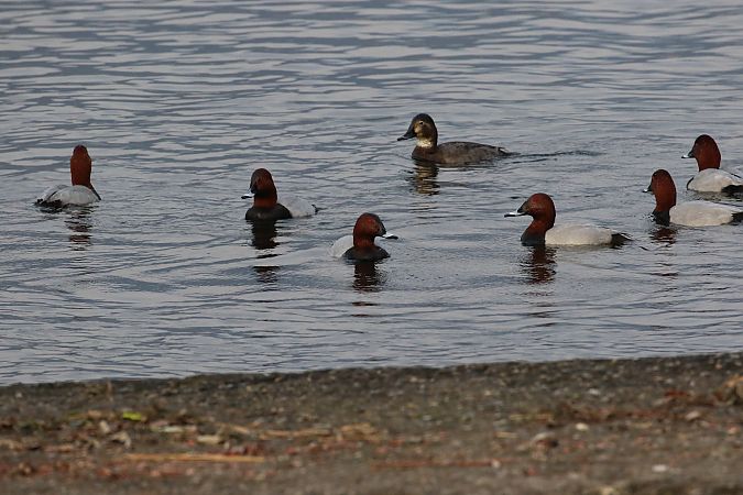 Moriglione  - Enrico Viganò