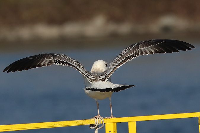 Gavina siberiana  - Enrico Viganò