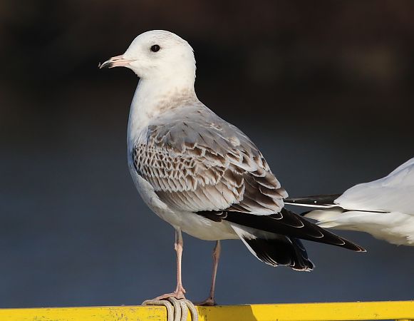 Gavina siberiana  - Enrico Viganò