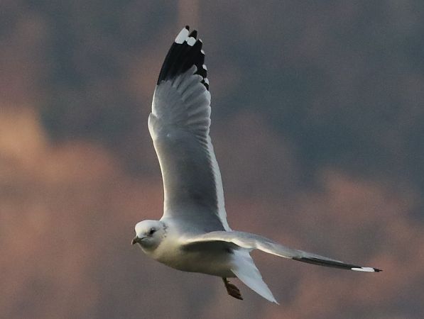 Gavina siberiana  - Enrico Viganò