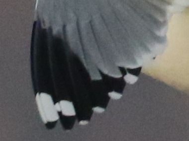 Gavina siberiana  - Enrico Viganò