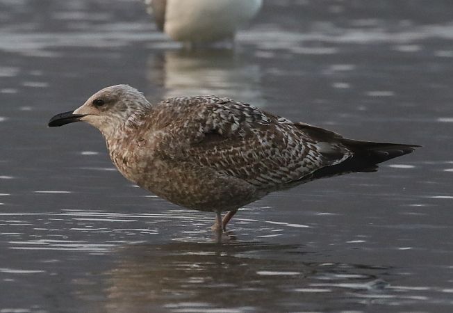 Gabbiano nordico  - Enrico Viganò