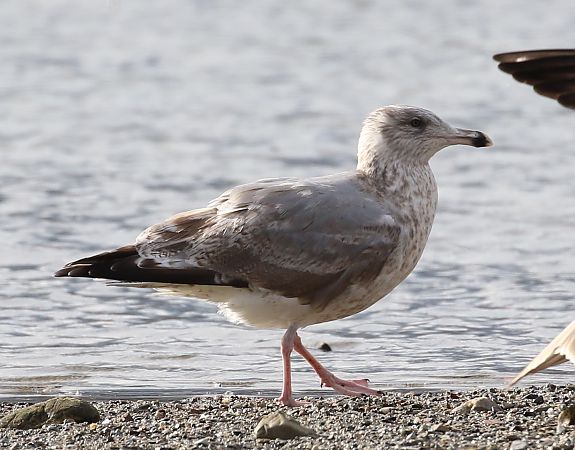 Gabbiano nordico  - Enrico Viganò