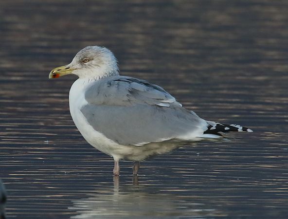 Gabbiano nordico  - Enrico Viganò