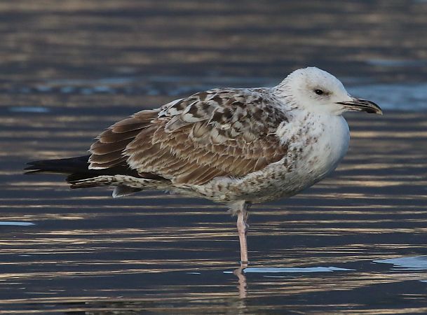 Caspian Gull  - Enrico Viganò