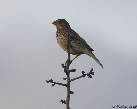 Strillozzo  - Gianluca Congi