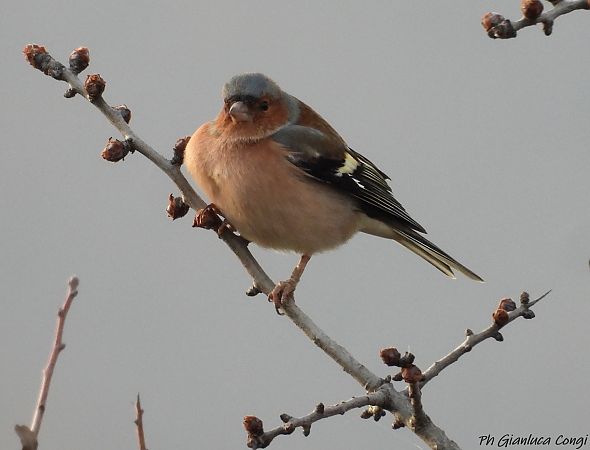 Fringuello  - Gianluca Congi