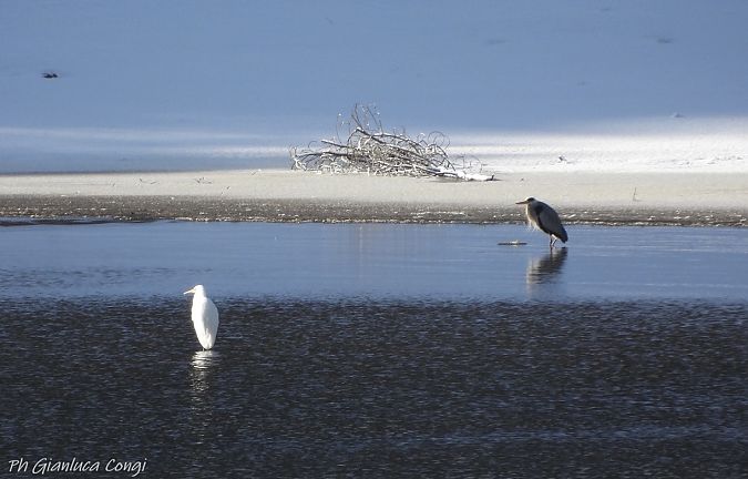 Airone bianco  - Gianluca Congi