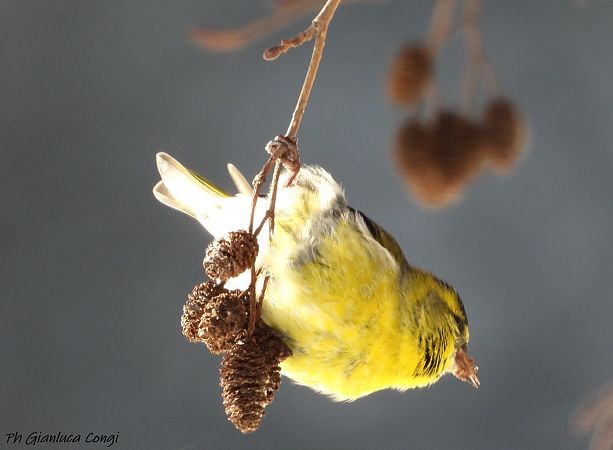 Lucherino  - Gianluca Congi