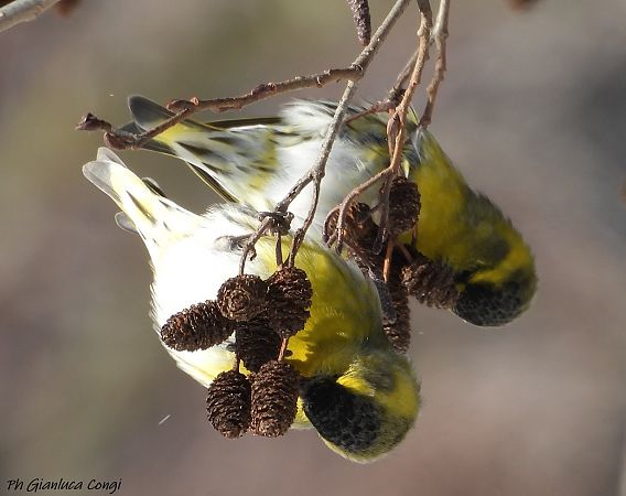 Lucherino  - Gianluca Congi