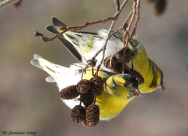 Lucherino  - Gianluca Congi