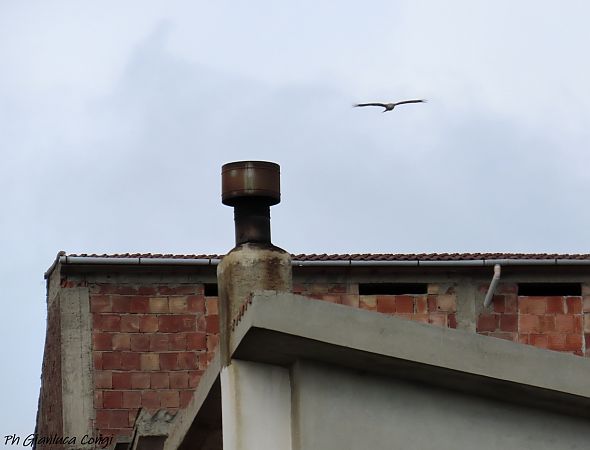 Nibbio reale  - Gianluca Congi