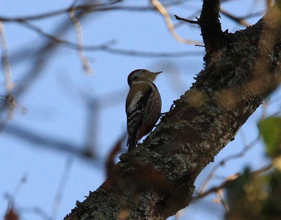 Picchio rosso mezzano  - Tiziano Fiorenza (FVG)