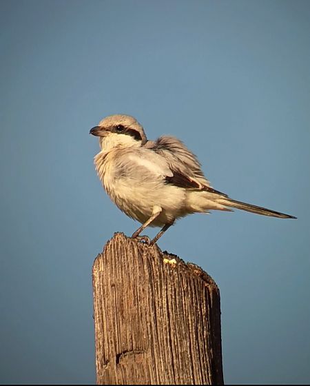 Averla maggiore algerina  - Simone Bellomo