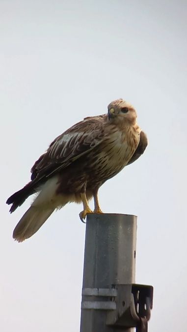 Poiana codabianca  - Simone Bellomo