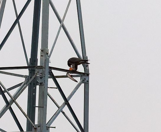 Falco pellegrino  - Carlo Nebbia