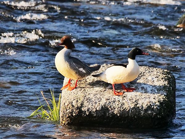 Smergo maggiore  - Giuseppe Taverna