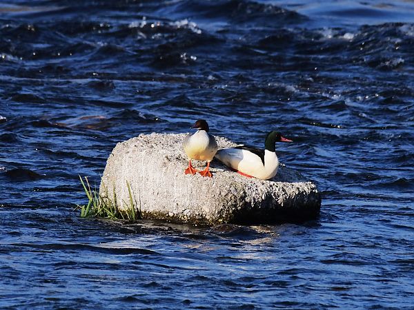 Smergo maggiore  - Giuseppe Taverna