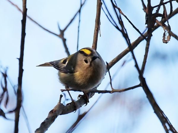 Regolo  - Giuseppe Taverna