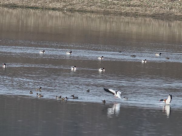 Volpoca  - Giuseppe Taverna