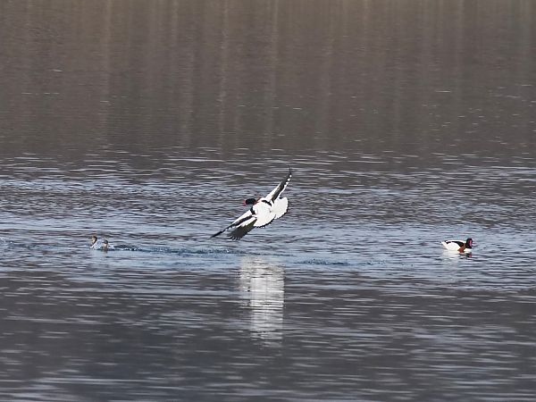 Volpoca  - Giuseppe Taverna