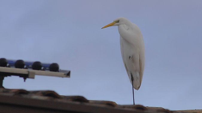 Airone bianco  - Paolo Vacilotto