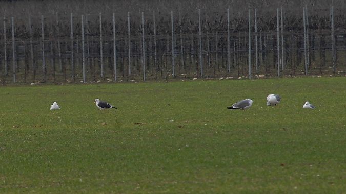 Zafferano  - Paolo Vacilotto