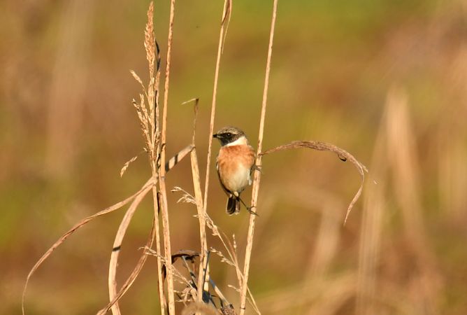 Saltimpalo comune  - Valerio Pezzi