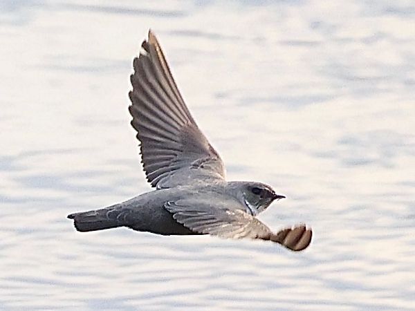 Rondine montana  - Paolo Geromel