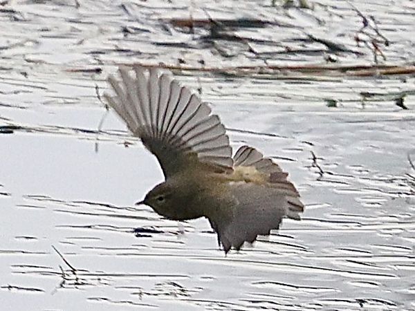 Luì piccolo  - Paolo Geromel