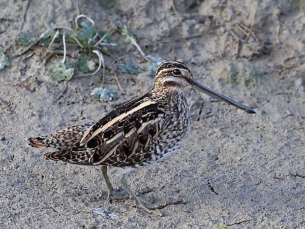 Beccaccino  - Paolo Geromel