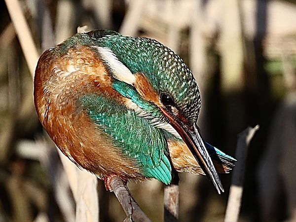 Martin pescatore  - Paolo Geromel