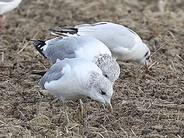 Gavina  - Paolo Geromel