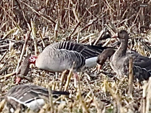 Oca selvatica occidentale  - Paolo Geromel