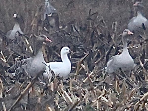 Oca di Ross  - Paolo Geromel