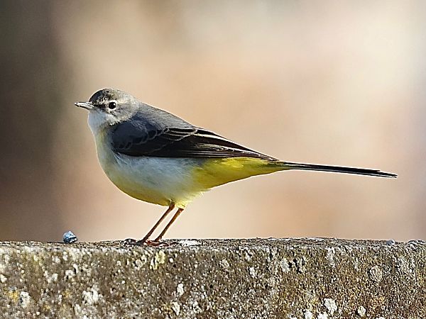 Ballerina gialla  - Paolo Geromel