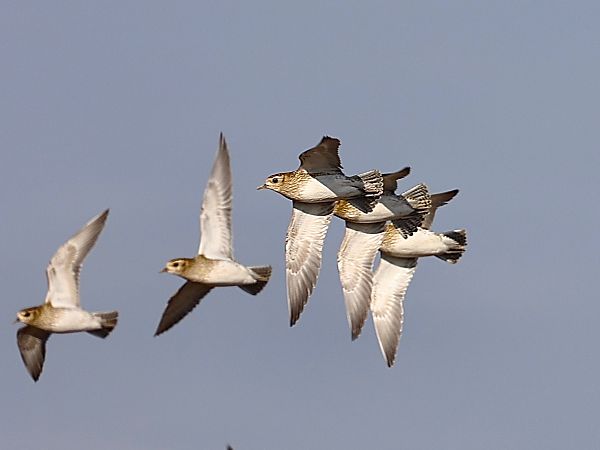 Piviere dorato  - Paolo Geromel